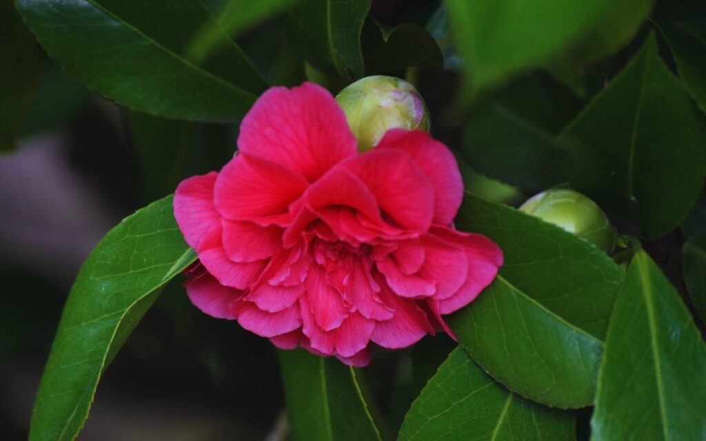 Middlemist Camellia Red Flower