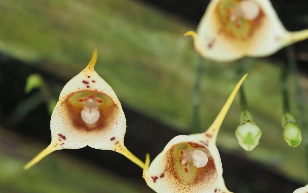 Monkey Face Orchid