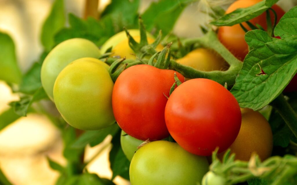 Multi Color Tomatoes