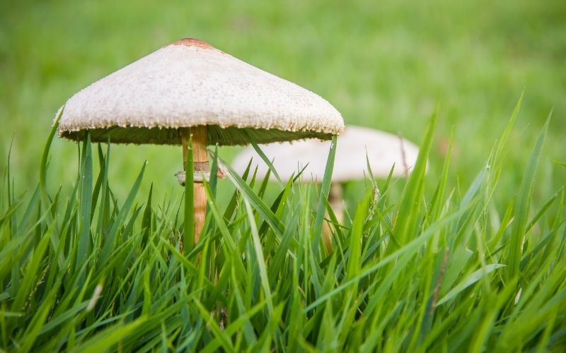 Musroom Fungus in Lawn