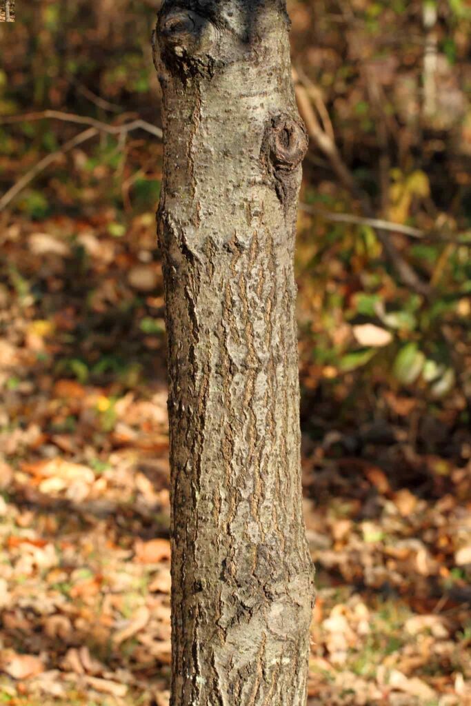 Northern Pine Oak Bark