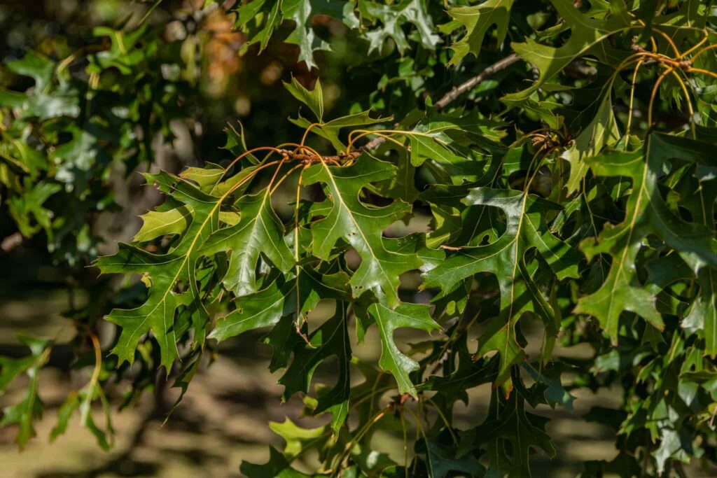 Northern Pine Oak Green Leaf