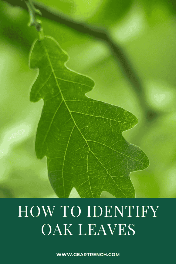 Oak Leaves Identification