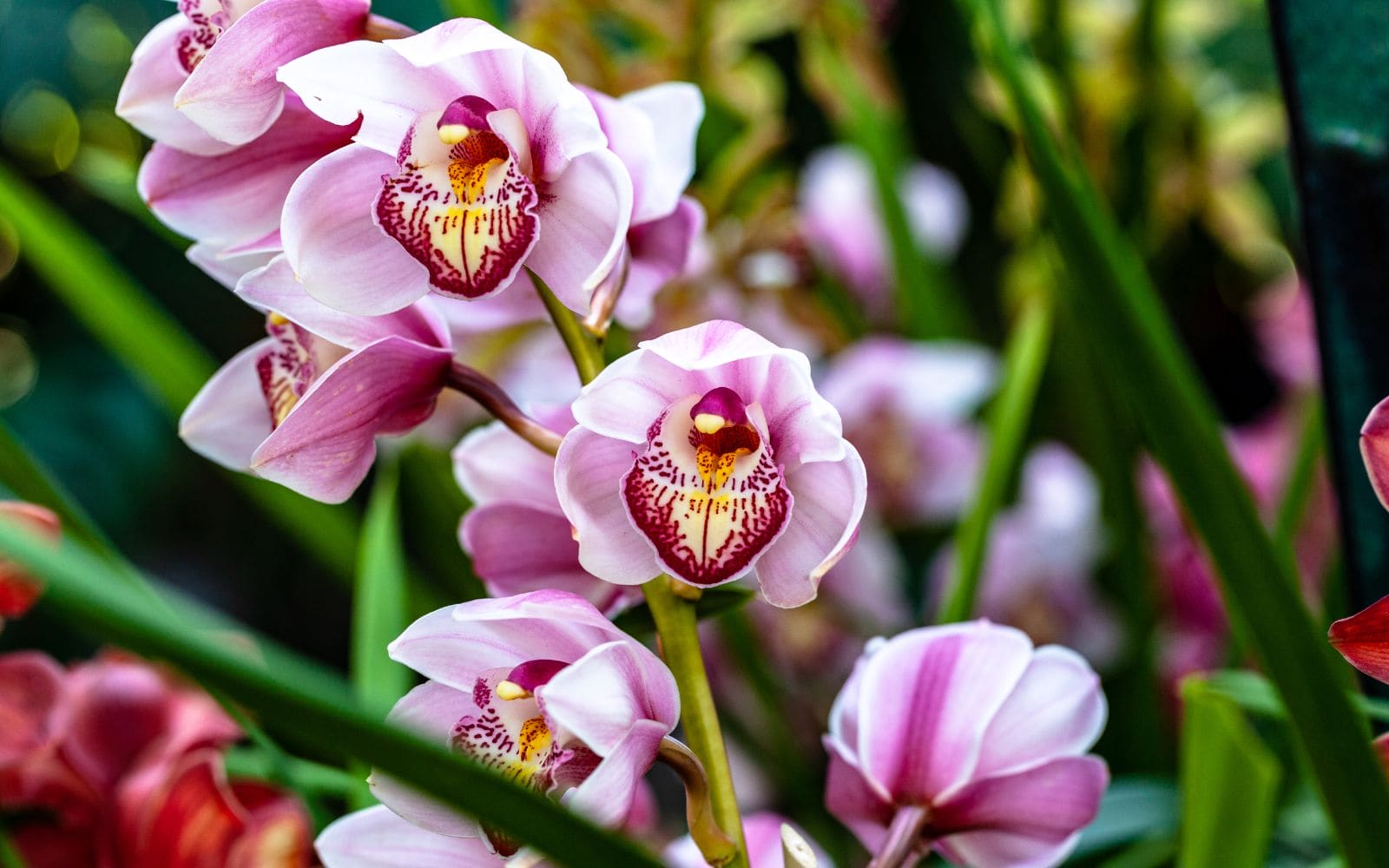 Orchid Flower Blooming