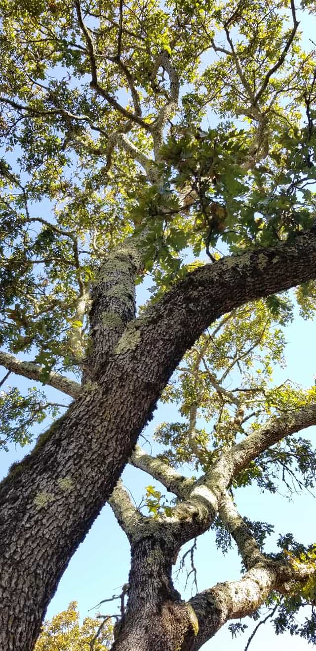 Oregon White Oak Bark