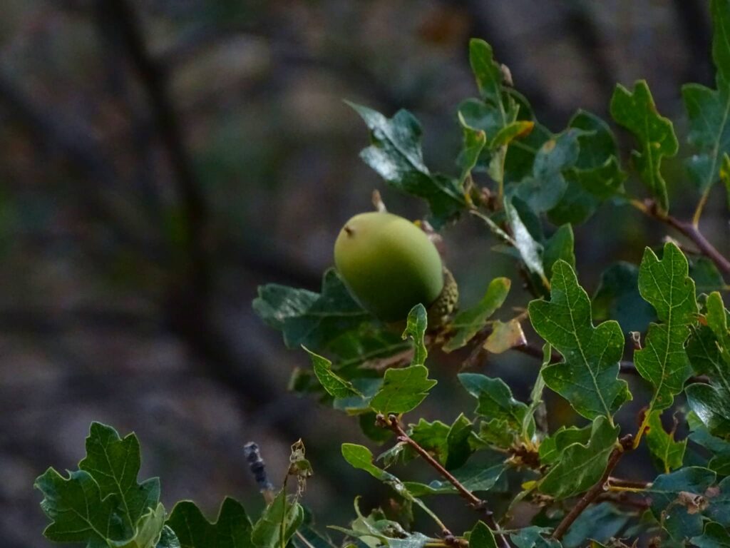 Oregon White Oak Green Leaf and Acorn