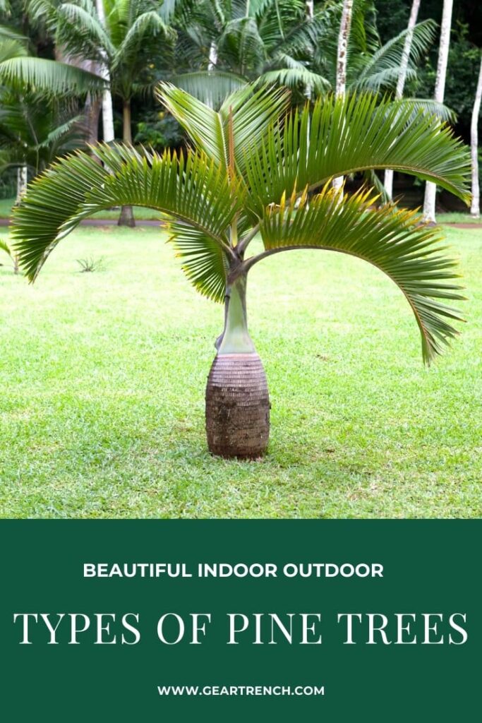 Outdoor Indoor Palm Trees
