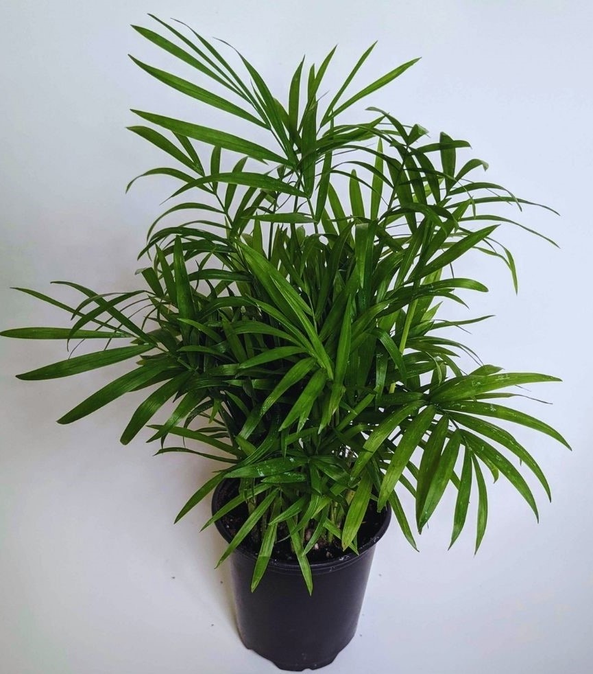Parlor Palm in Container