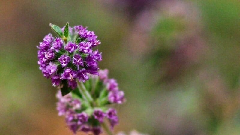 Pennyroyal-Mosquito-Repellent-Plant
