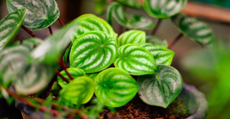 Peperomia Plants: A Complete Guide to Grow and Care Indoors