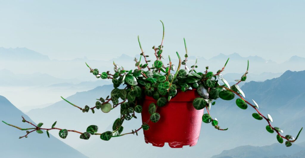 Peperomia Prostrata Growth and Care