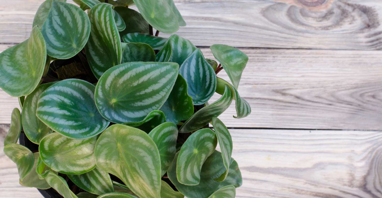 Peperomia-argyreia