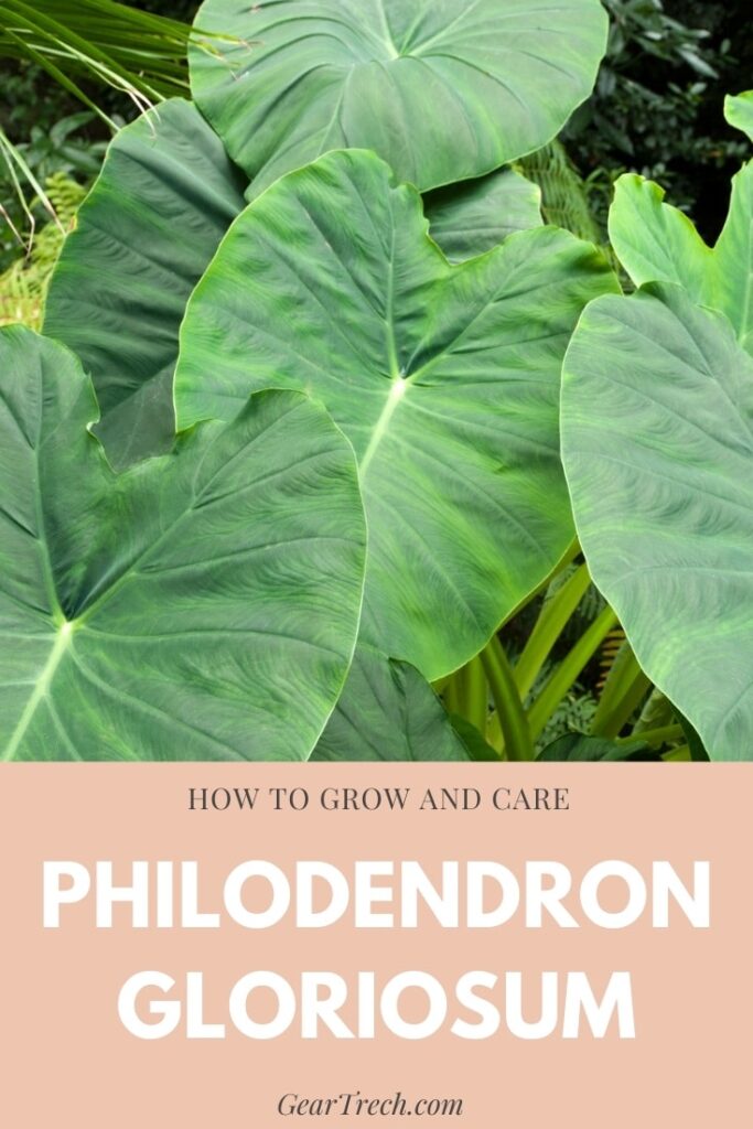 Philodendron Gloriosum Grow and Care