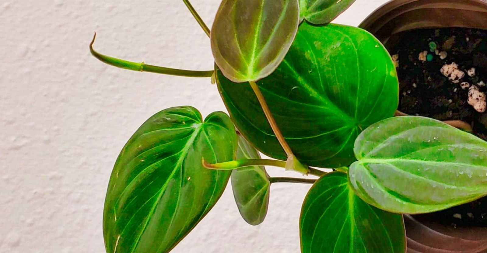 Philodendron Micans Care Indoor