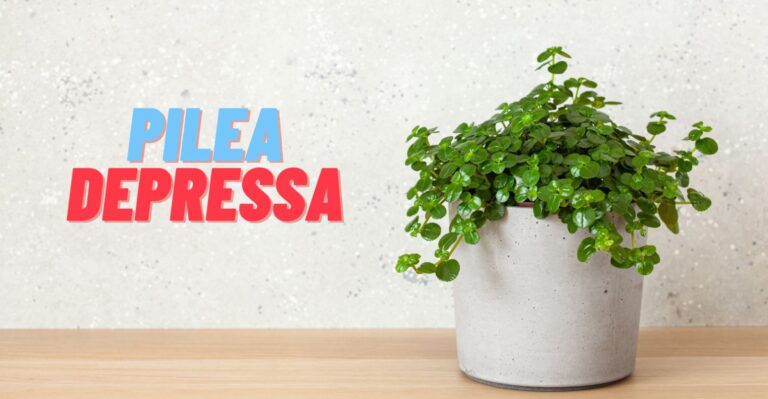 Growing Pilea Depressa: The Complete Guide to Plant and Care