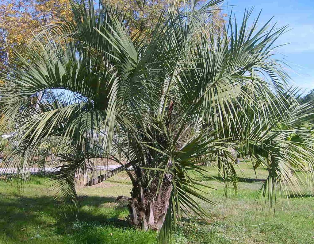 Pindo Palm Bush