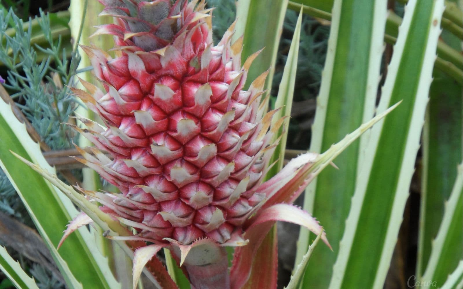 Pineapple-Flower-Turning-Fruit