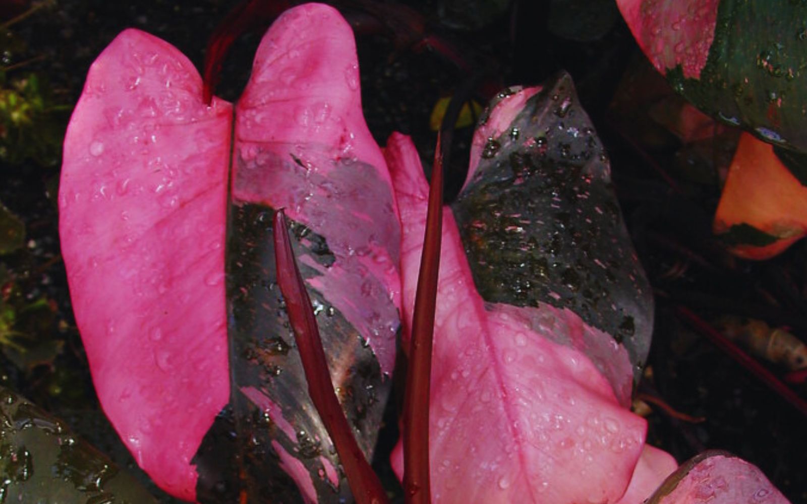 Pink Princess Philodendron Hue