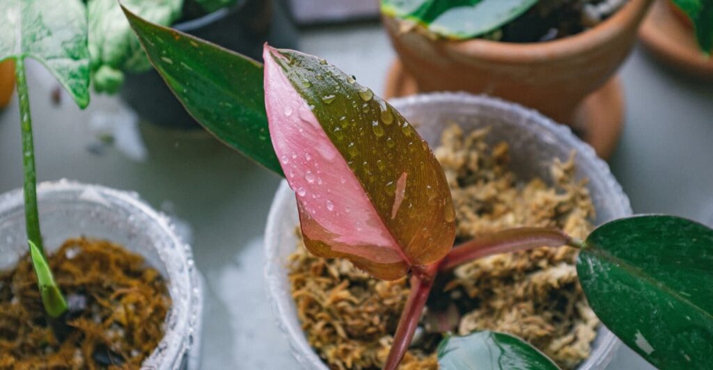 Pink-Princess-Philodendron-Plant
