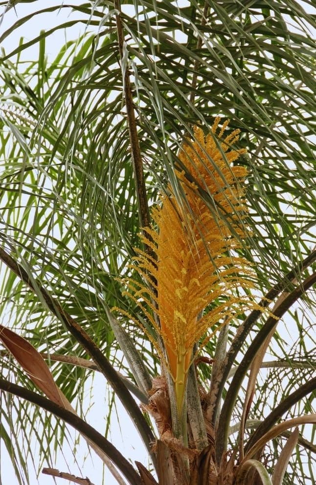 Piru Queen Palm