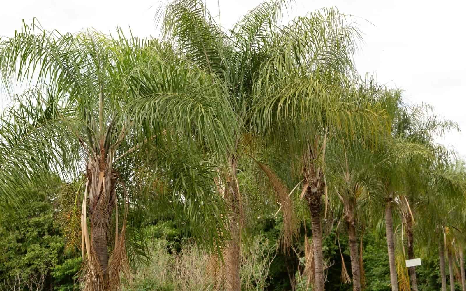 Piru Queen Palm Tree