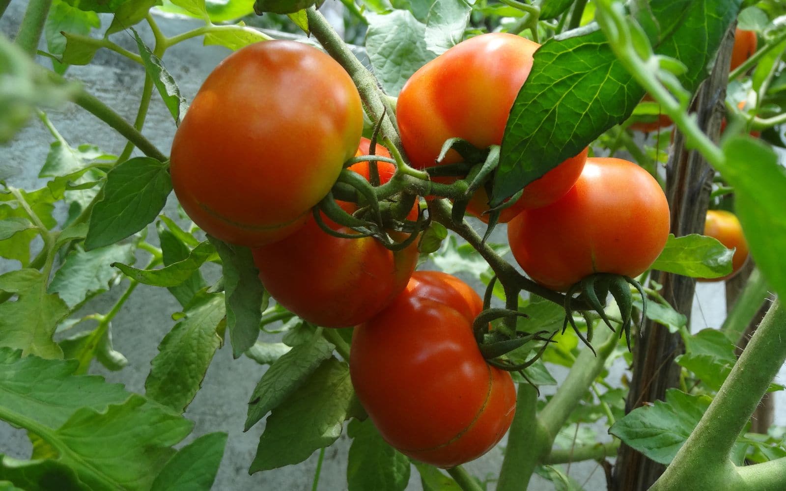 Plant Ripe Tomatoes