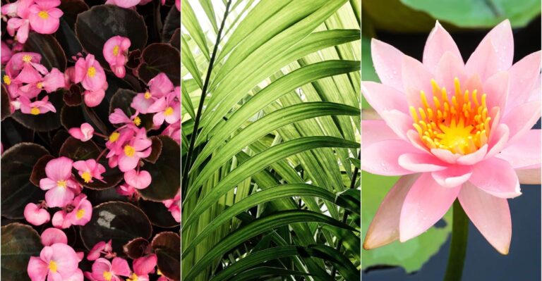 23 Beautiful Plants That Grow in Water (Without Hydroponics) 