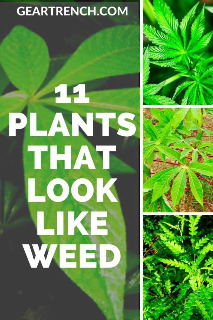 Plants that look like cannabis