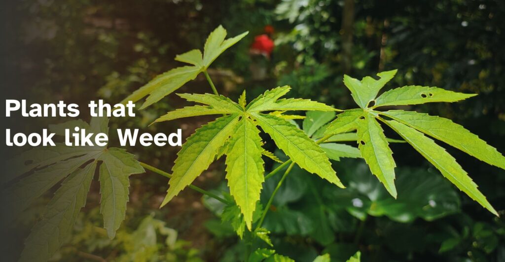 Plants that look like weed