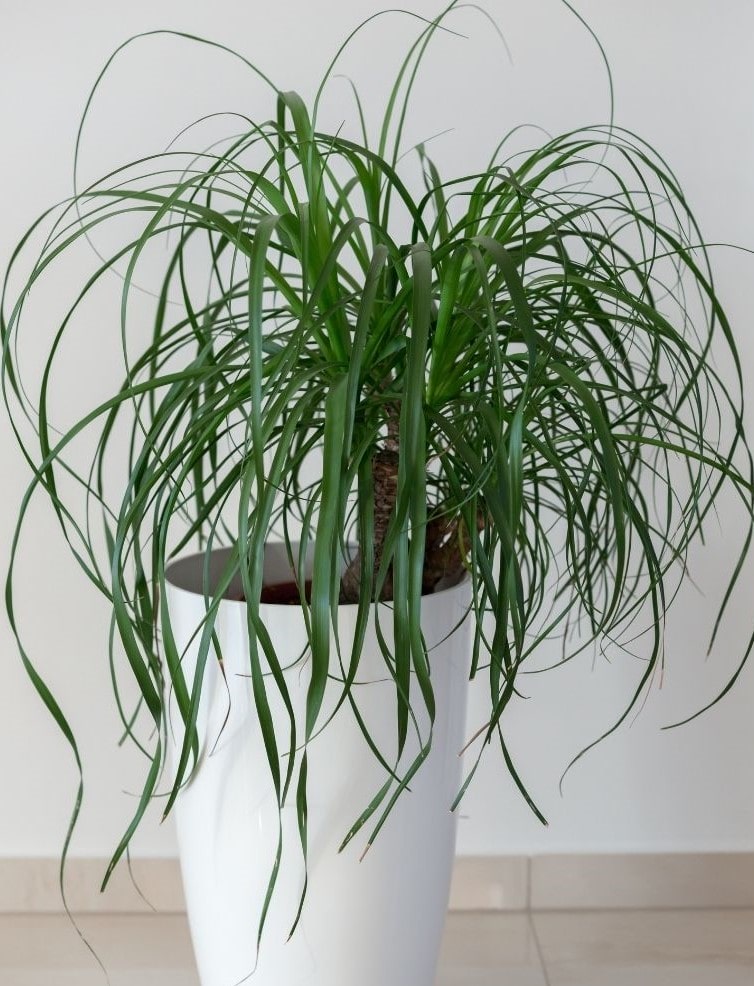 Ponytail Palm in Container