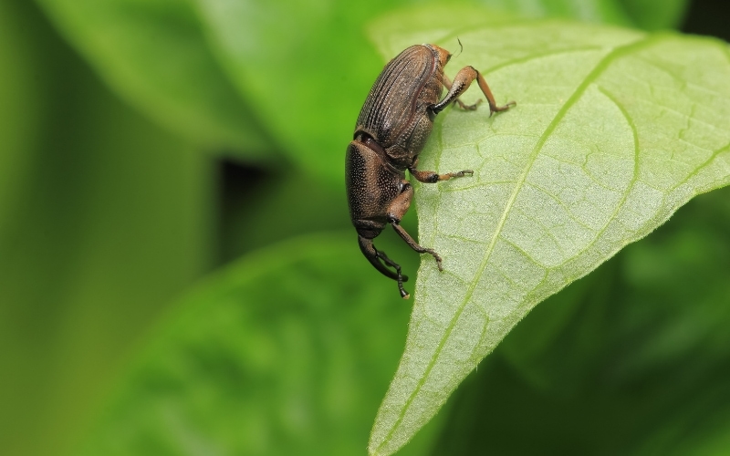 Poplar Weevil