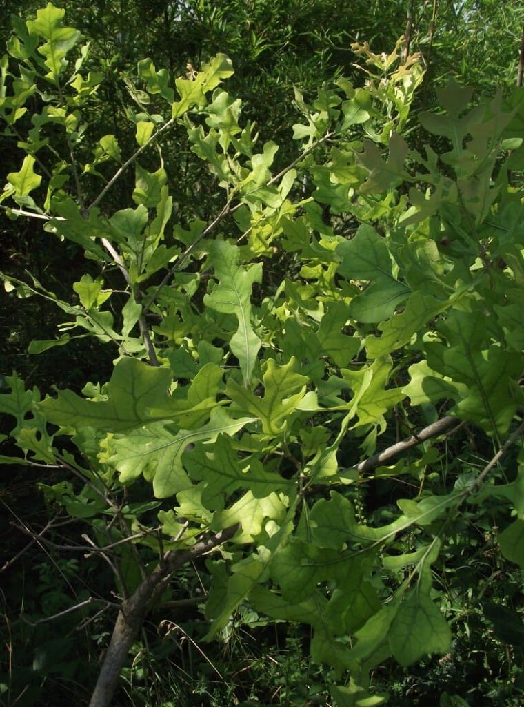 Post Oak Green Leaf