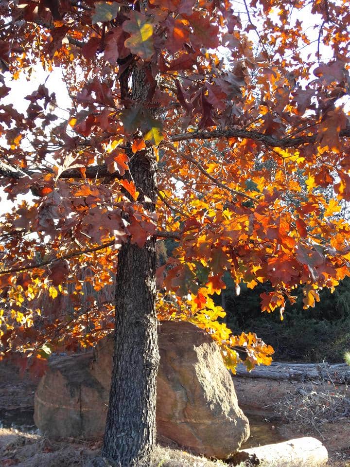Post Oak in Fall