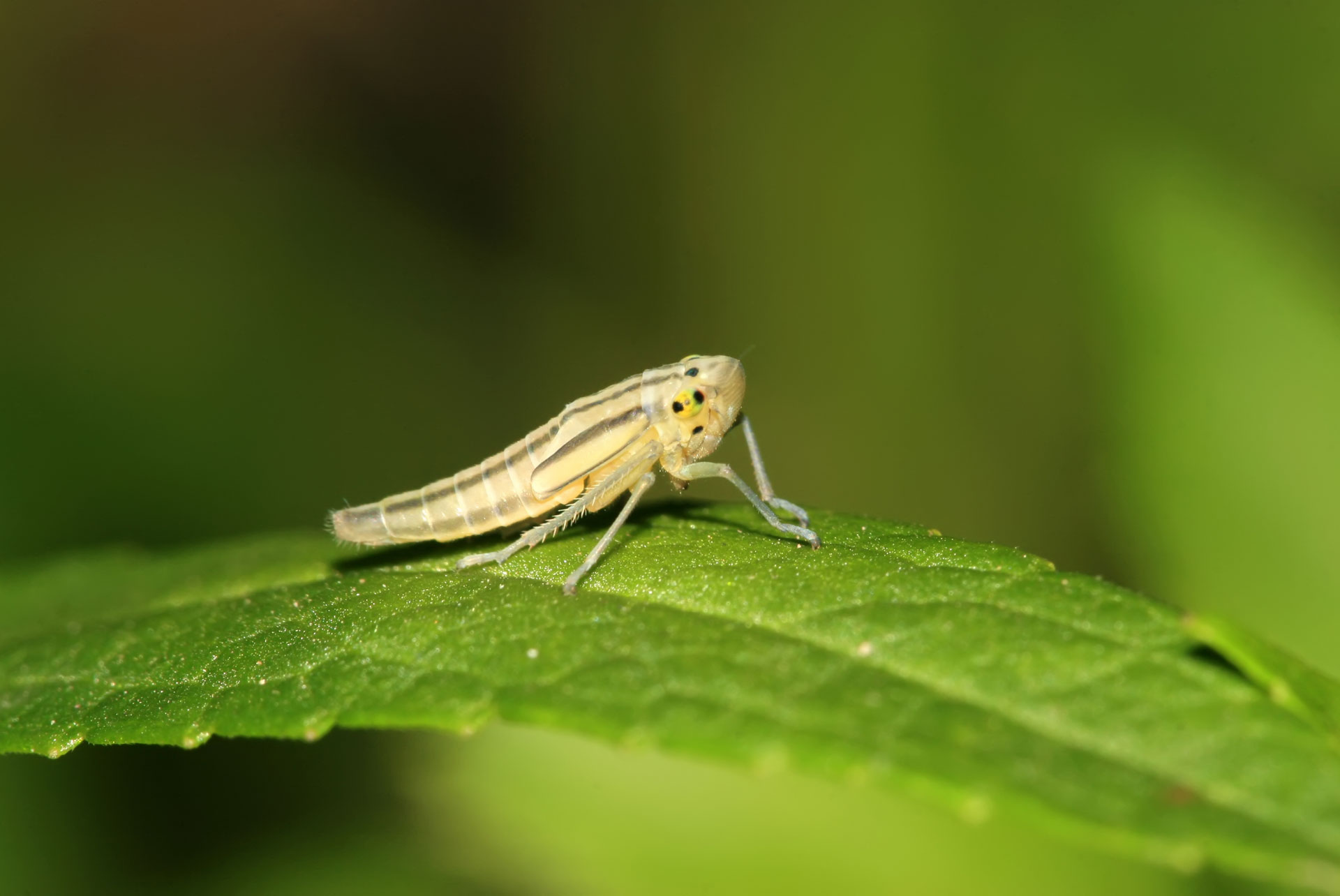Potato-Leafhopper