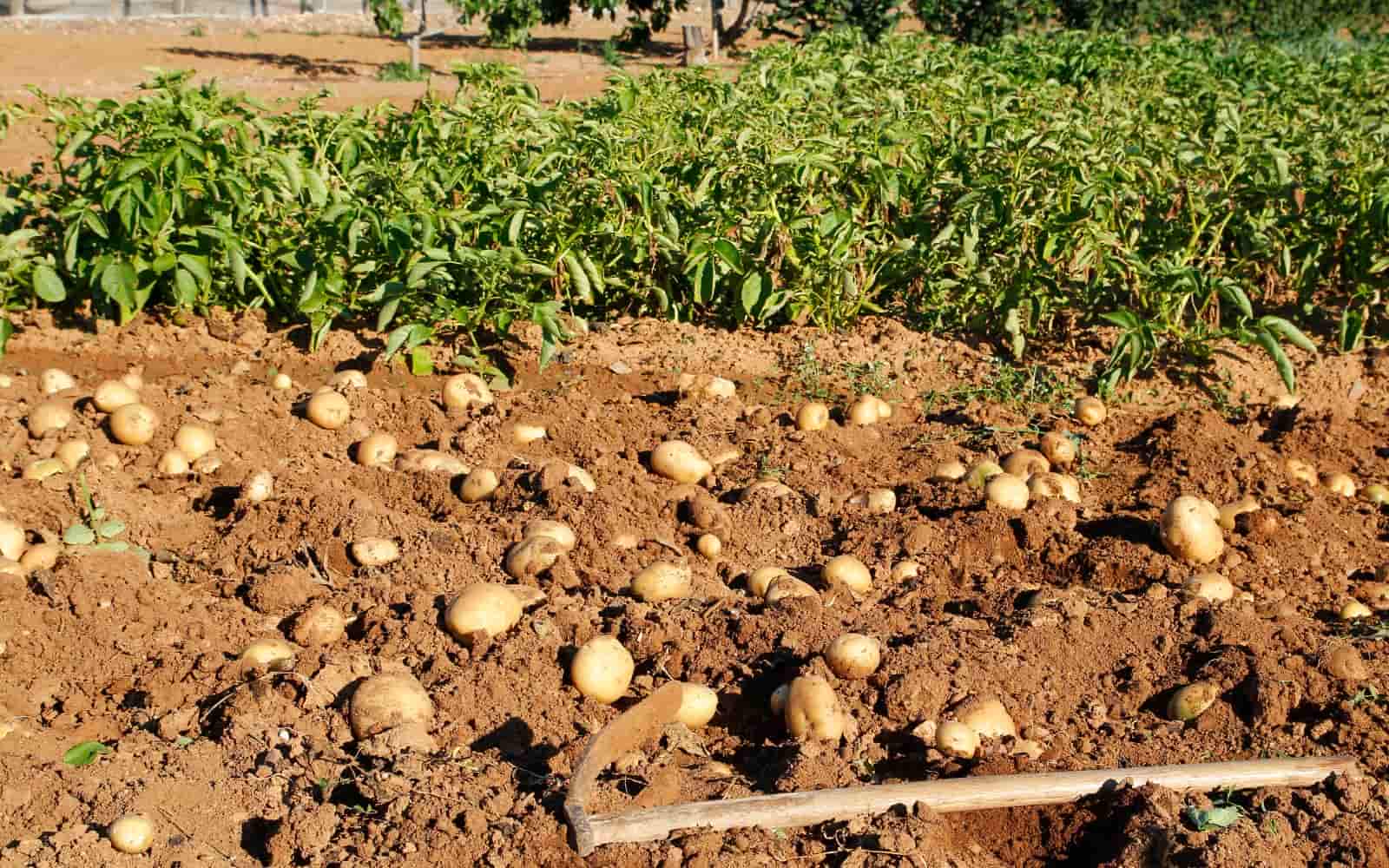 Potatoes in a Field
