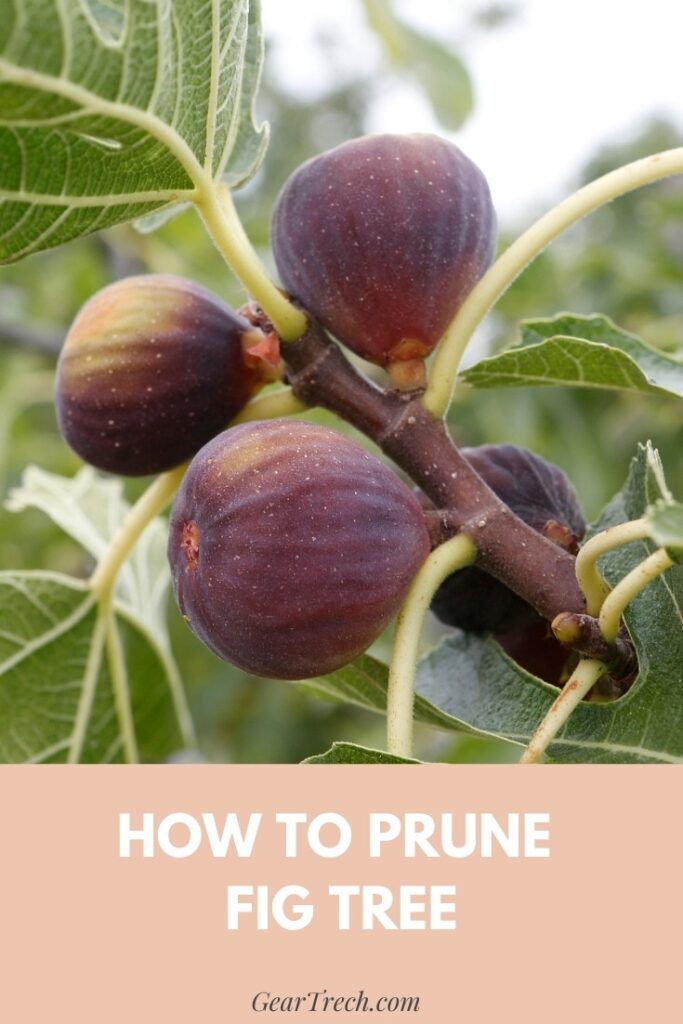 Pruning Fig Tree Easy Way