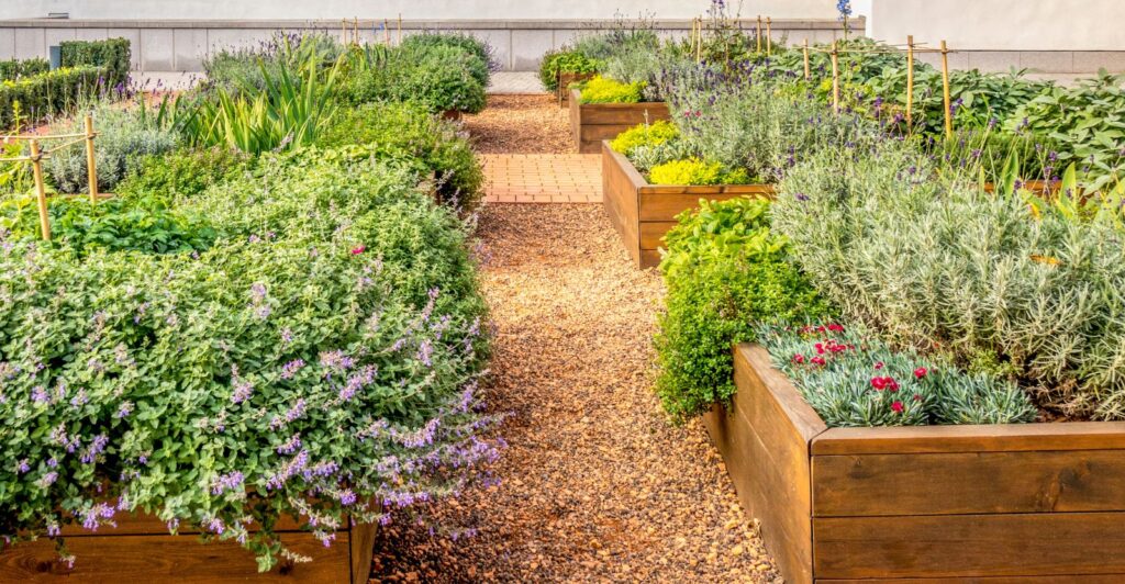 Raised Garden Bed With Vegetable Plant