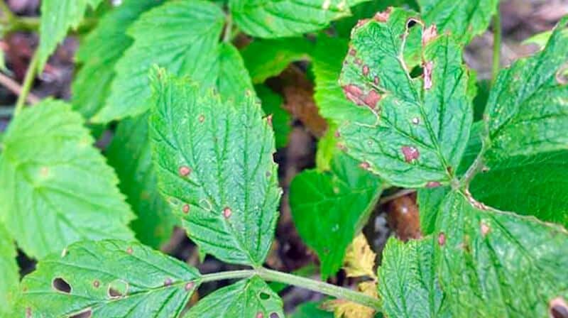 Raspberry-Pests-and-Diseases