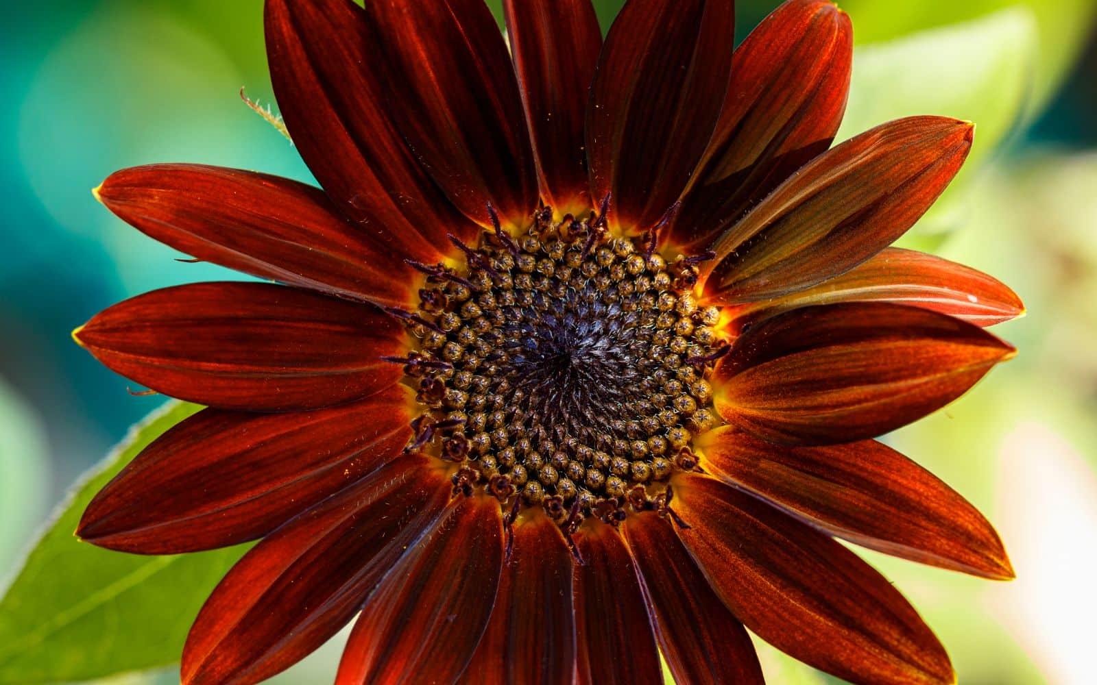 Red Sunflower