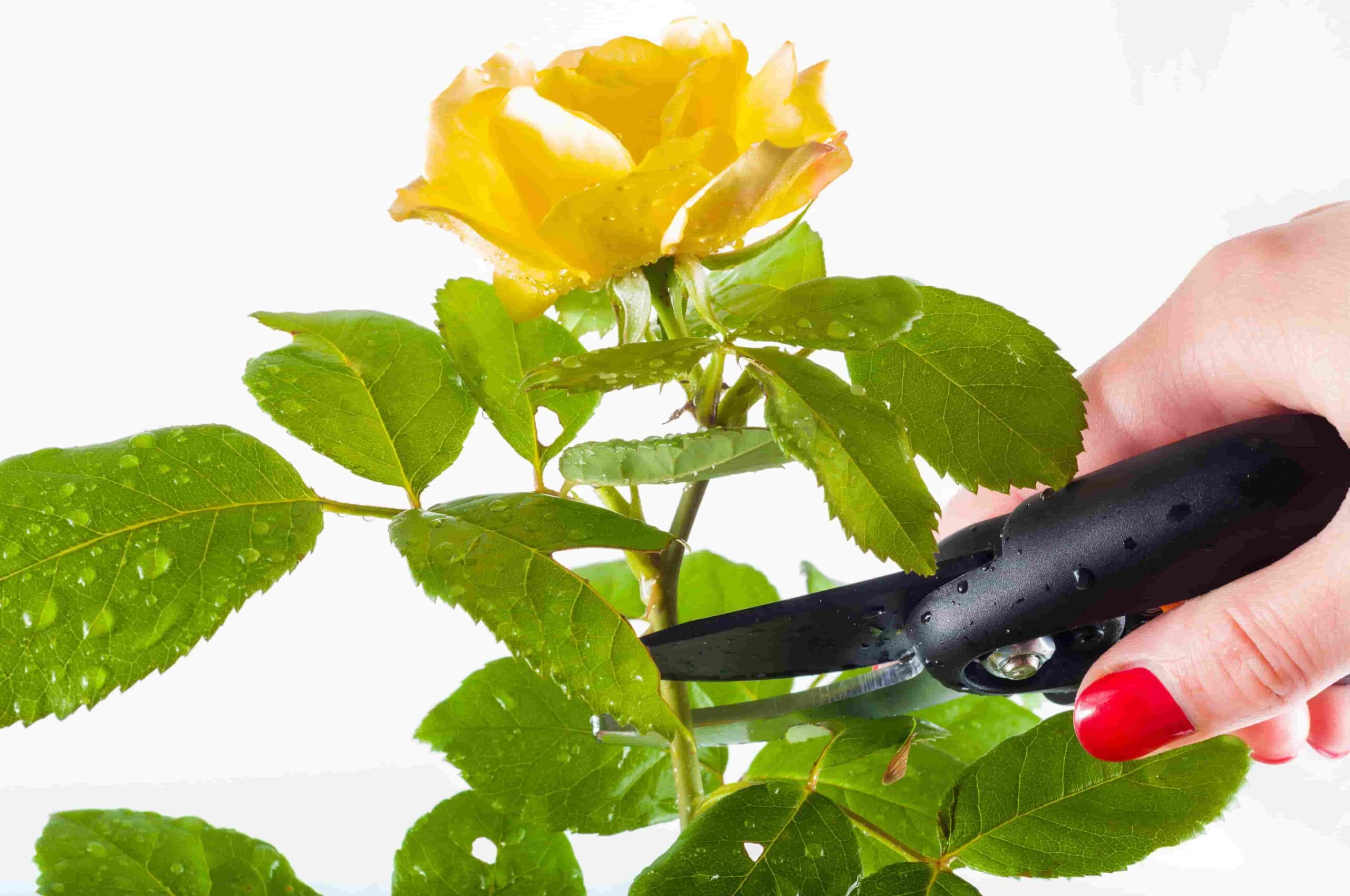 Rose Pruning Garden Cut