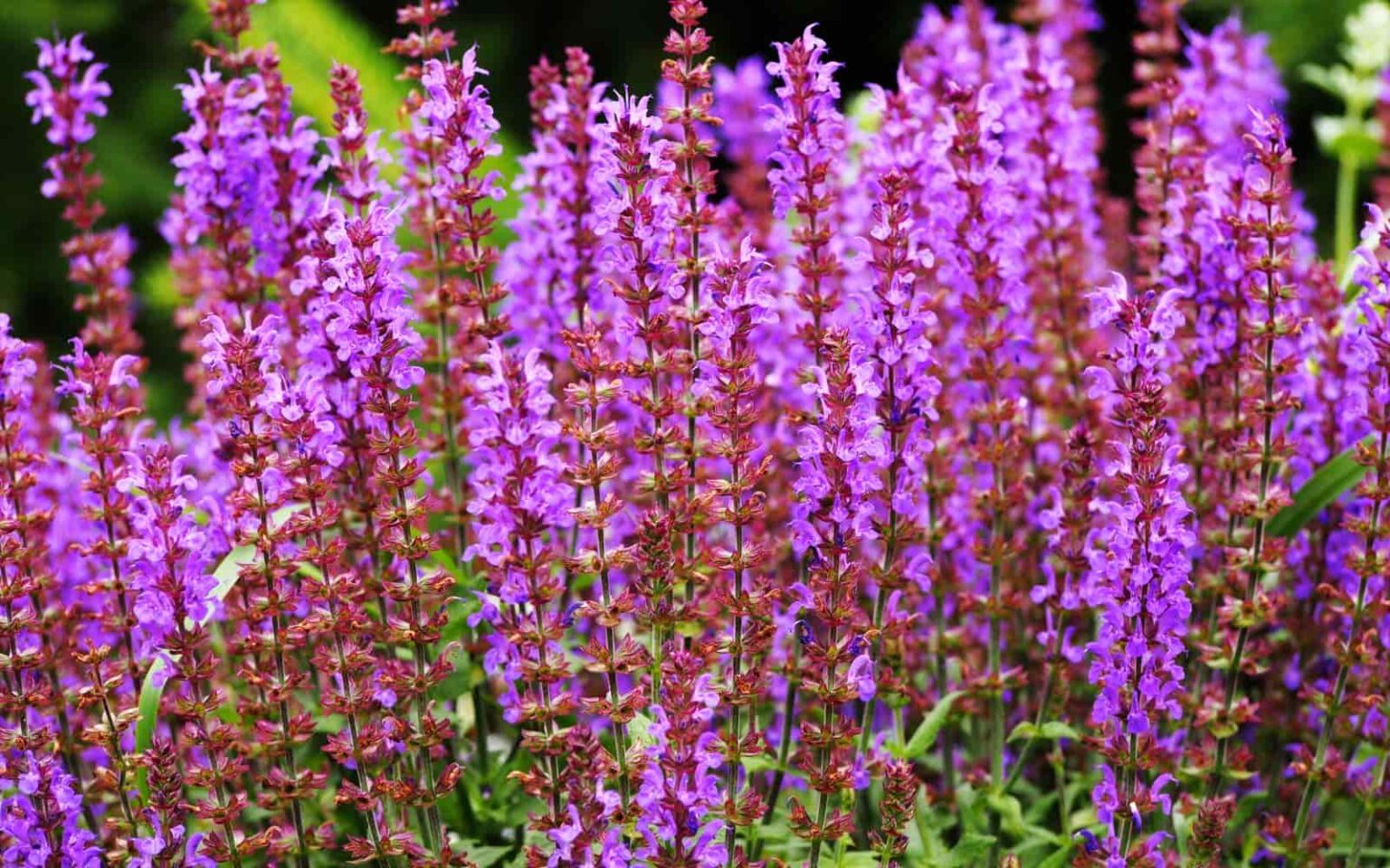 What Does Sage Smell Like? Everything You Need To Know GearTrench