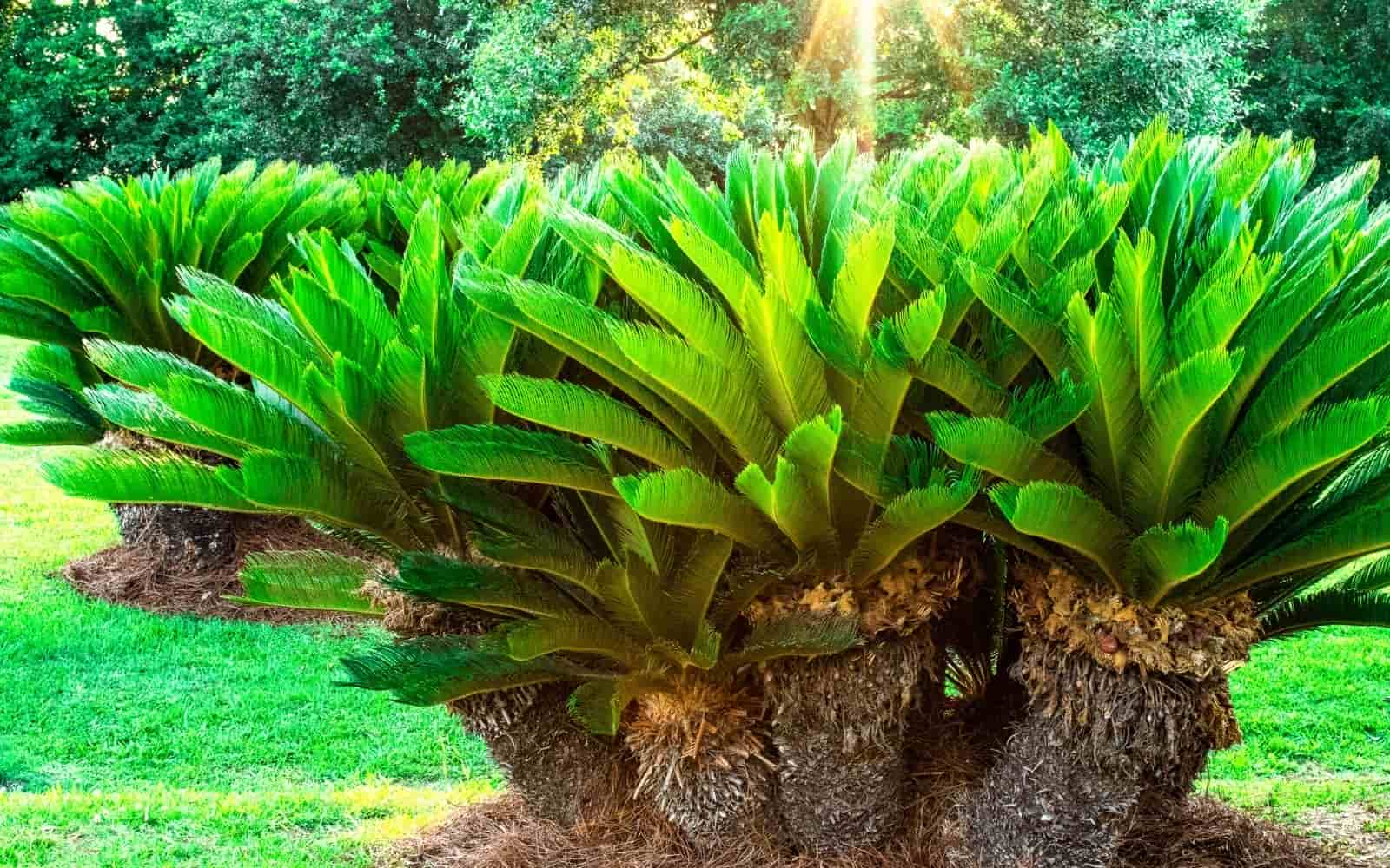 Sago Palm Tree Cluster