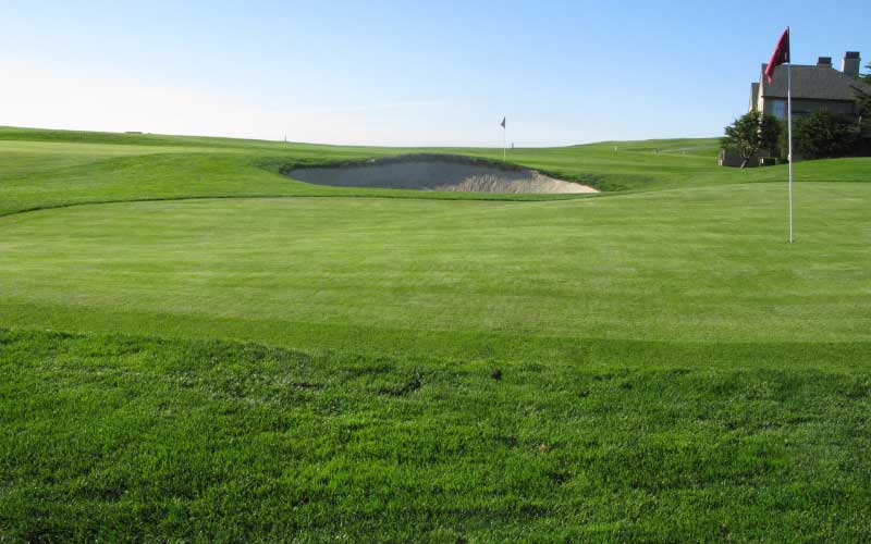Sandy-Soil-Grass-For-Golf-Course