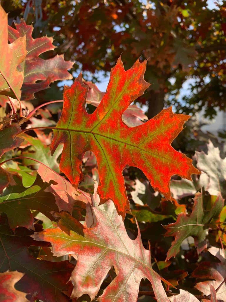 Scarlet Oak Leaf in Fall