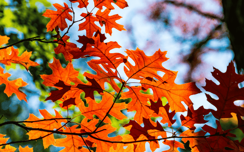 Scarlet Oak Orange Leaf