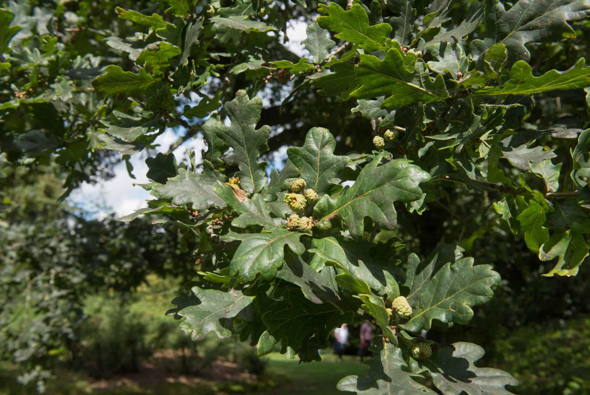 Sessile-Oak-Leaf