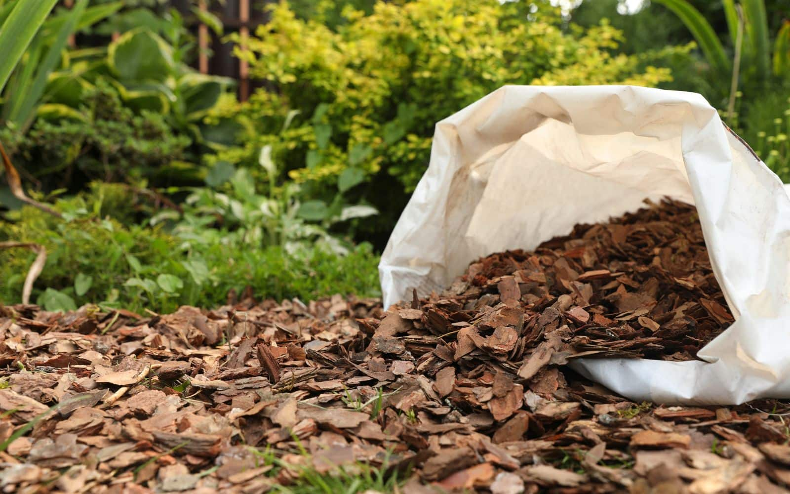 Shredded leaf mulch