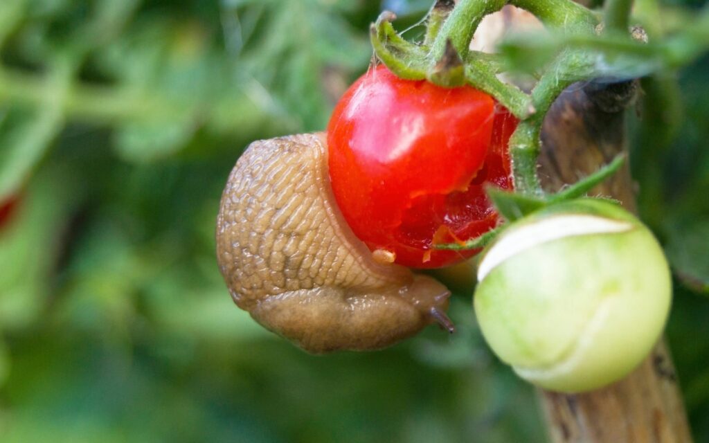 Slug Damaging Tomato