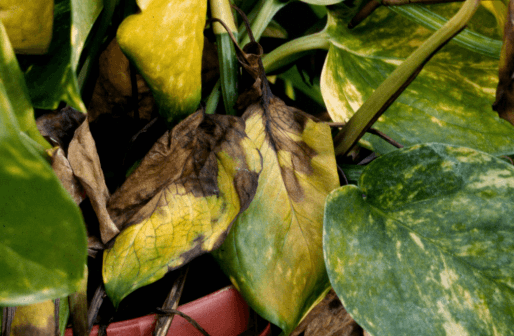 Snow Pothos Yellow Leaves