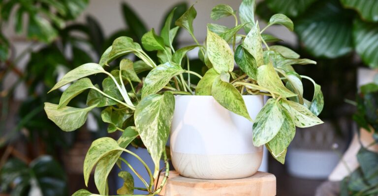 Snow Queen Pothos: How to Grow and Care Effortlessly